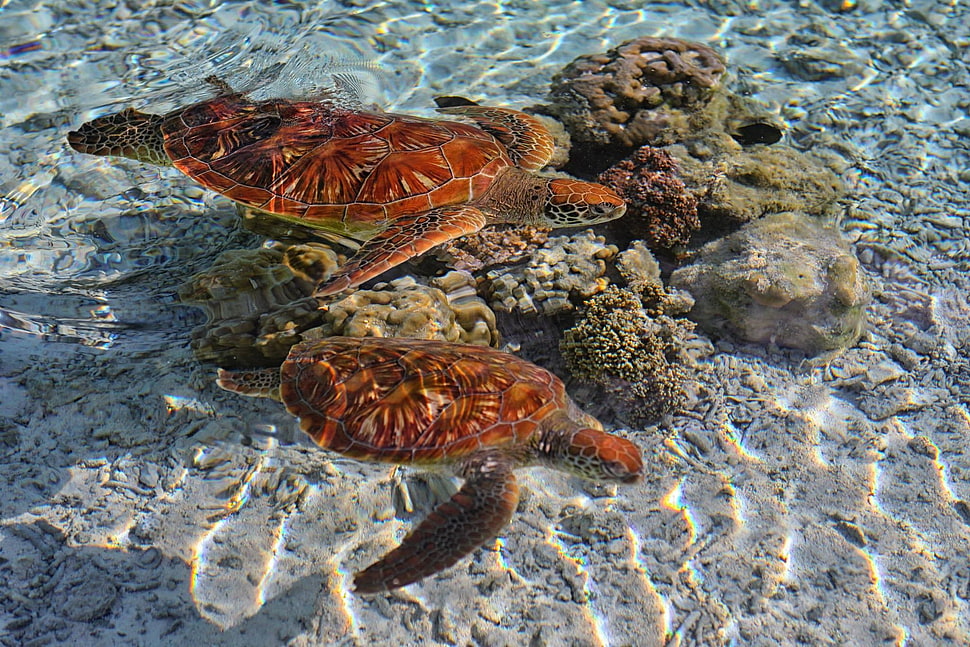 two brown turtles, animals, nature, turtle HD wallpaper
