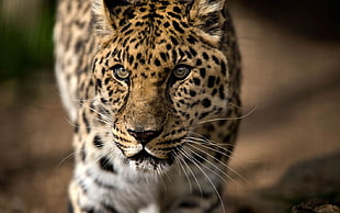 closeup photography of cheetah