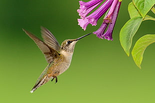 selective focus photography of humming bird in front of purple petaled flower