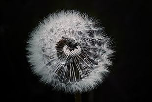 high angle photo of white dandelion with black background