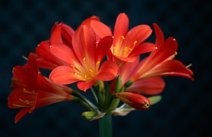 selective focus photo of red petaled flowers