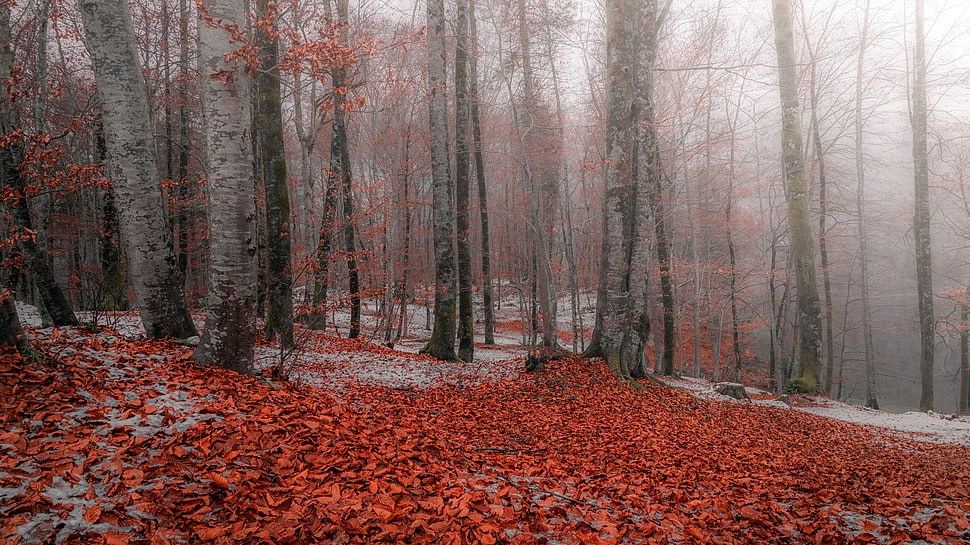 red leafed trees, nature, forest, trees HD wallpaper