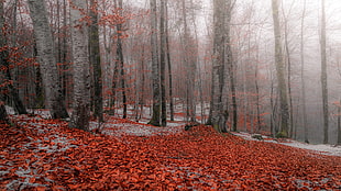 red leafed trees, nature, forest, trees