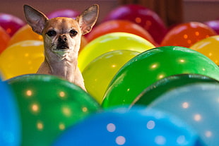 photo of fawn smooth Chihuahua dog with assorted balloons inside room