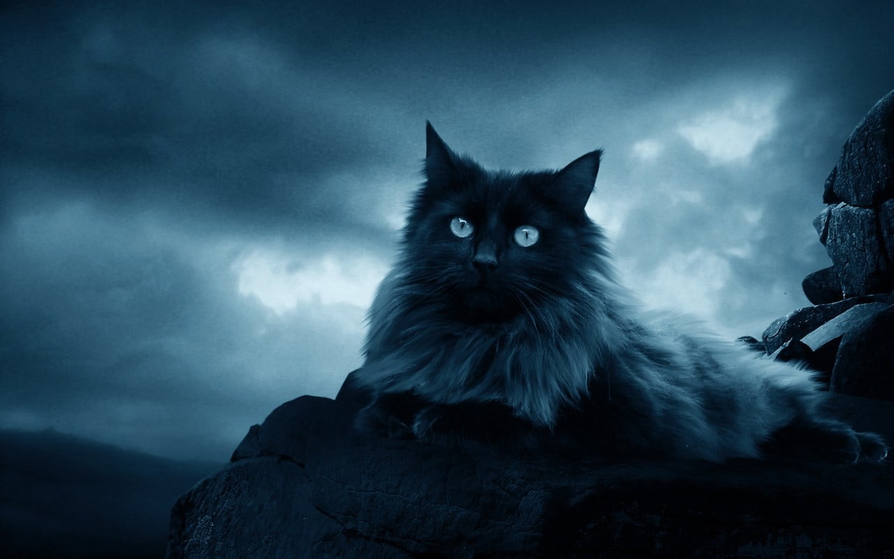 black and white fur cat, cat, animals, feline, rocks