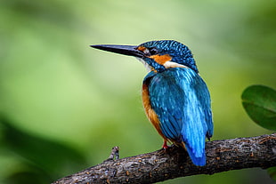 selective focus of blue bird on tree trunk