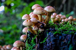 Mushrooms on a cut tree trunk closeup photo HD wallpaper