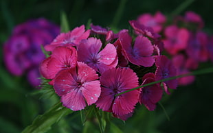 pink Dianthus flowers selective-focus photo