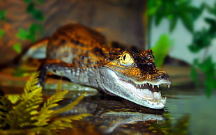 brown crocodile HD wallpaper