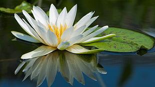 white Lotus flower HD wallpaper