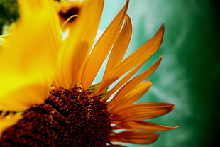 macro photography of Common Sunflower HD wallpaper