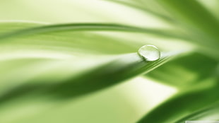 green leafed plant, closeup, water drops, green, nature HD wallpaper