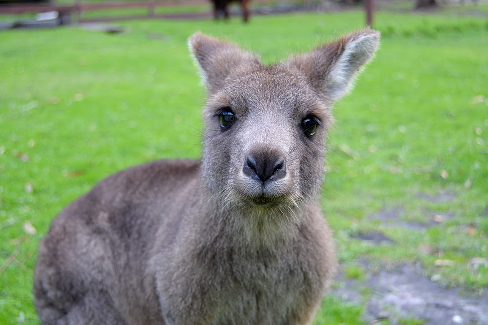 Kangaroo,  Muzzle,  Cute HD wallpaper