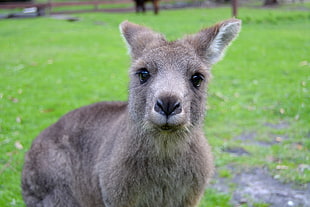 Kangaroo,  Muzzle,  Cute