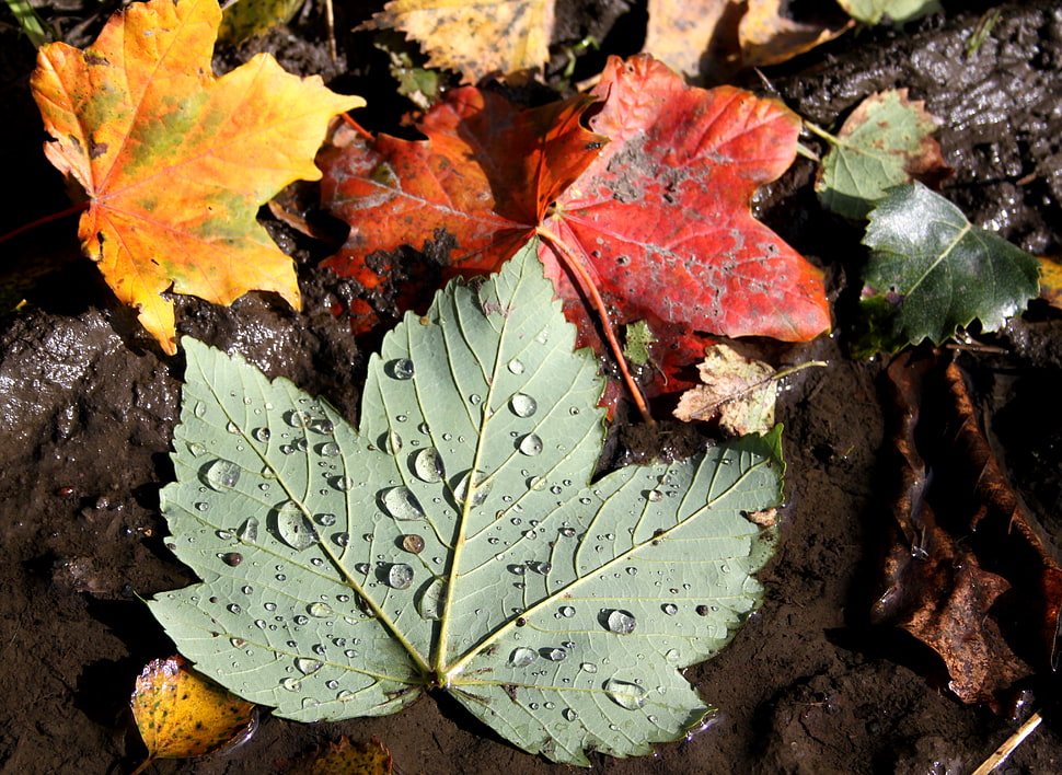 gray maple leaf photography HD wallpaper