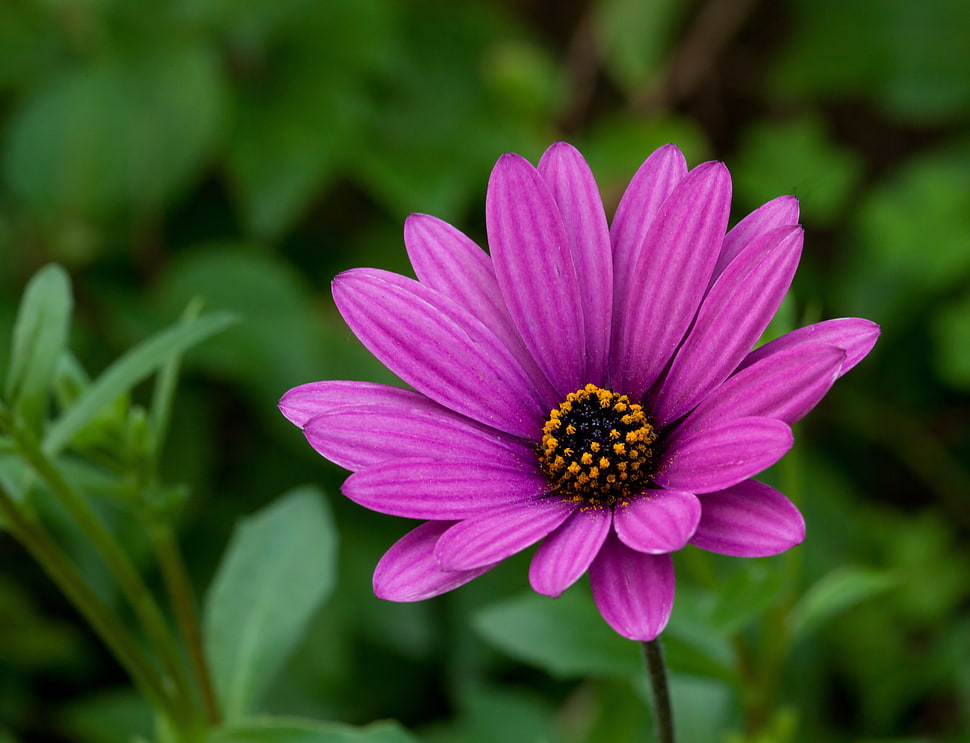 pink Osteospermum flower HD wallpaper