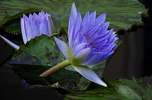 closeup photo of purple Lotus flower HD wallpaper