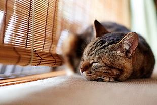 Shallow focus photography of black tabby cat near on brown wooden window blind during daytime HD wallpaper