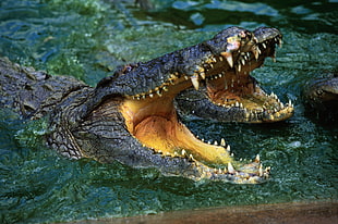 two Crocodiles open their mouth HD wallpaper