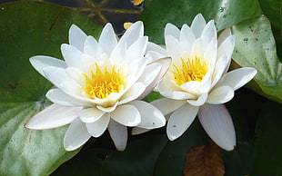 two white-and-yellow lotuses, flowers, plants