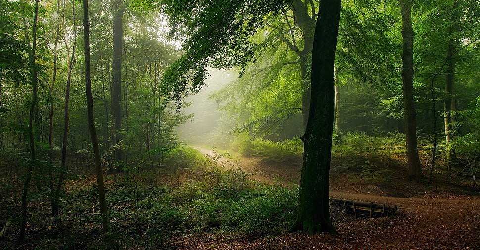 brown pathway in forest, nature, landscape, path, forest HD wallpaper