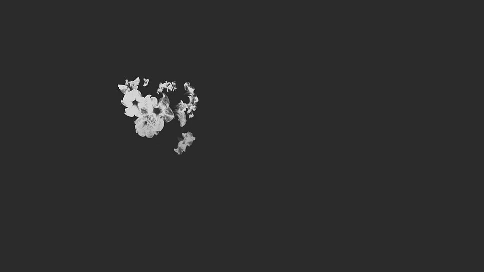 white flowers, flowers HD wallpaper
