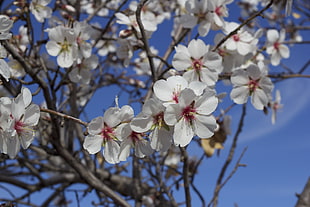 photography of white tree blossoms at daytime