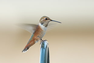 brown and white bird, rufous hummingbird, hemlock