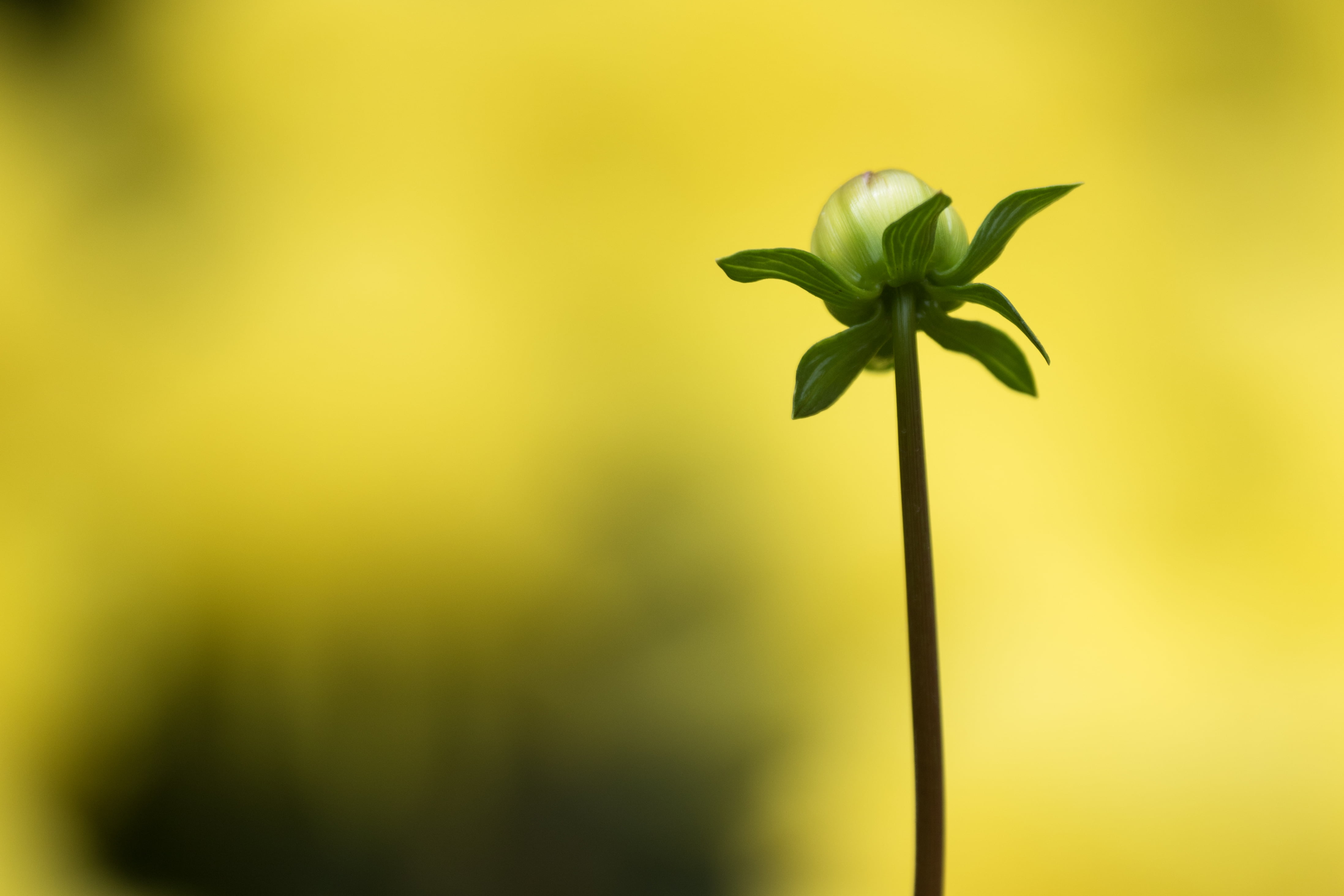 macro photography of green flower, singapore