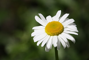 shallow focus photography of white and yellow flower