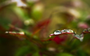 close-up photography of water drop