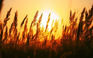 silhouette of wheat field during sunset