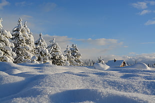cabin cover by snow surrounded by trees