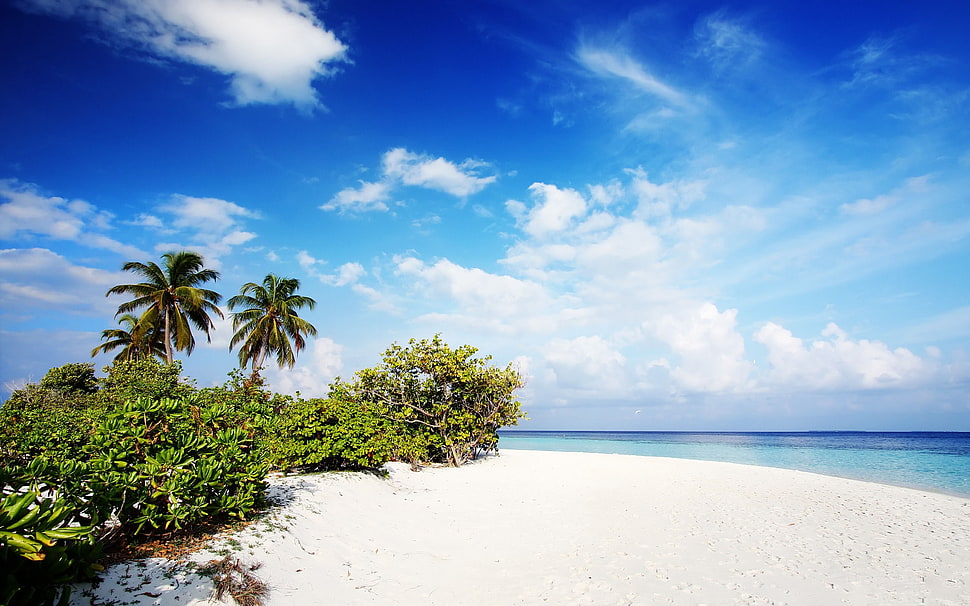 green trees on white sand near blue sea under white clouds at daytime HD wallpaper