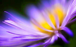selective focus photography of purple and yellow petaled flower HD wallpaper