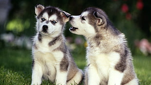 two white-and-black Siberian Husky puppies
