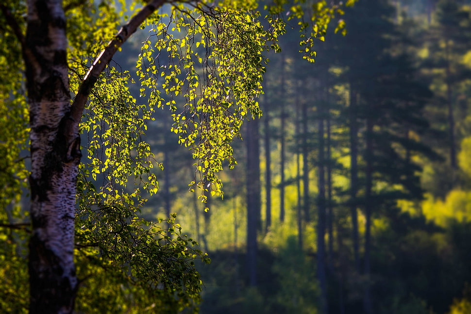 green leaf tree HD wallpaper