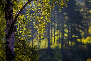 green leaf tree HD wallpaper