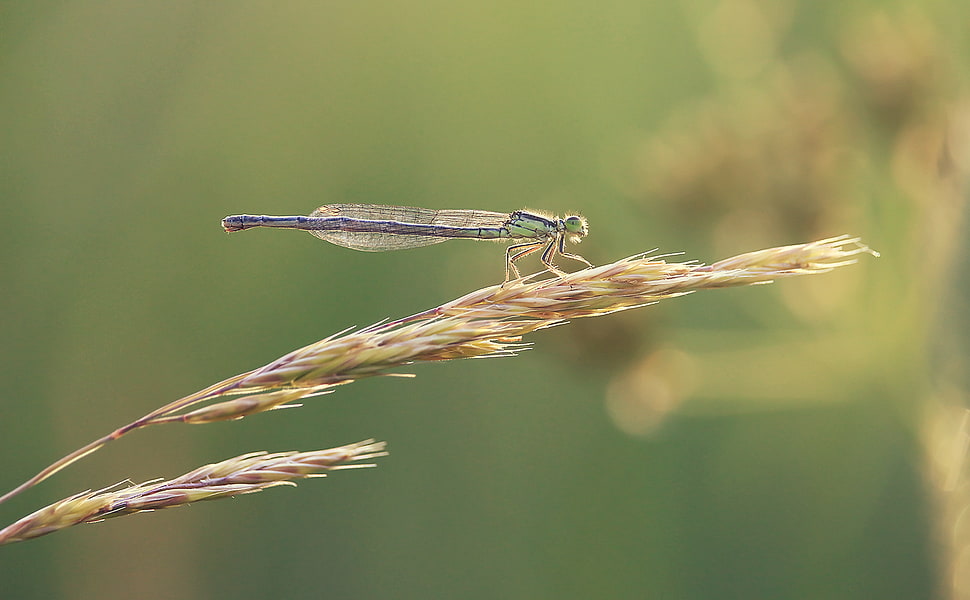 gren dragonfly on yellow leaf HD wallpaper