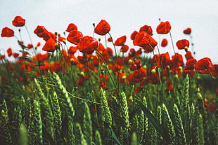 field, flowers, blur, bloom