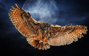 brown owl, owl, Moon, wings, animals