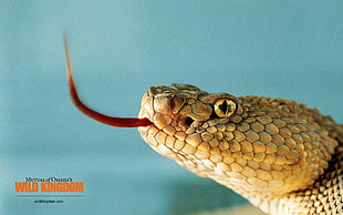 brown snake, animals, snake
