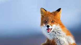 white and brown fox, fox, animals