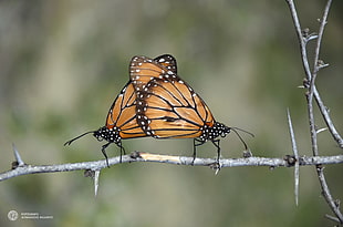 Monarch Butterfly mating on thorny tree branch at daytime