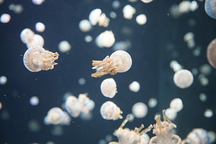 group of white jellyfish