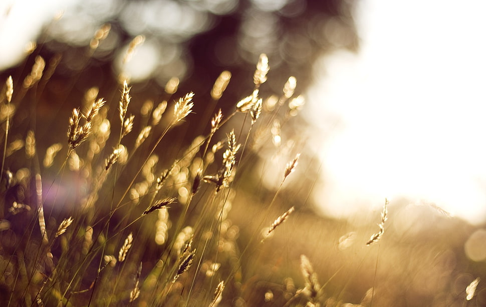 red and white floral textile, nature, depth of field, bokeh, sunlight HD wallpaper