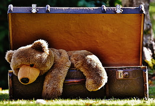 brown bear plush toy in black briefcase during daytime