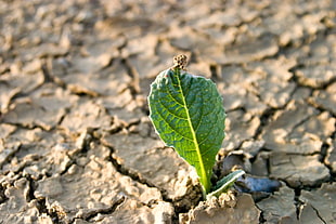 green leaf plant growing on dried earth soil