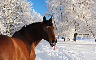 brown horse during winter season HD wallpaper