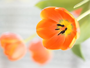 orange and yellow petaled flower, tulip